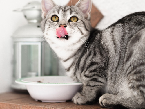 как правильно кормить кошку