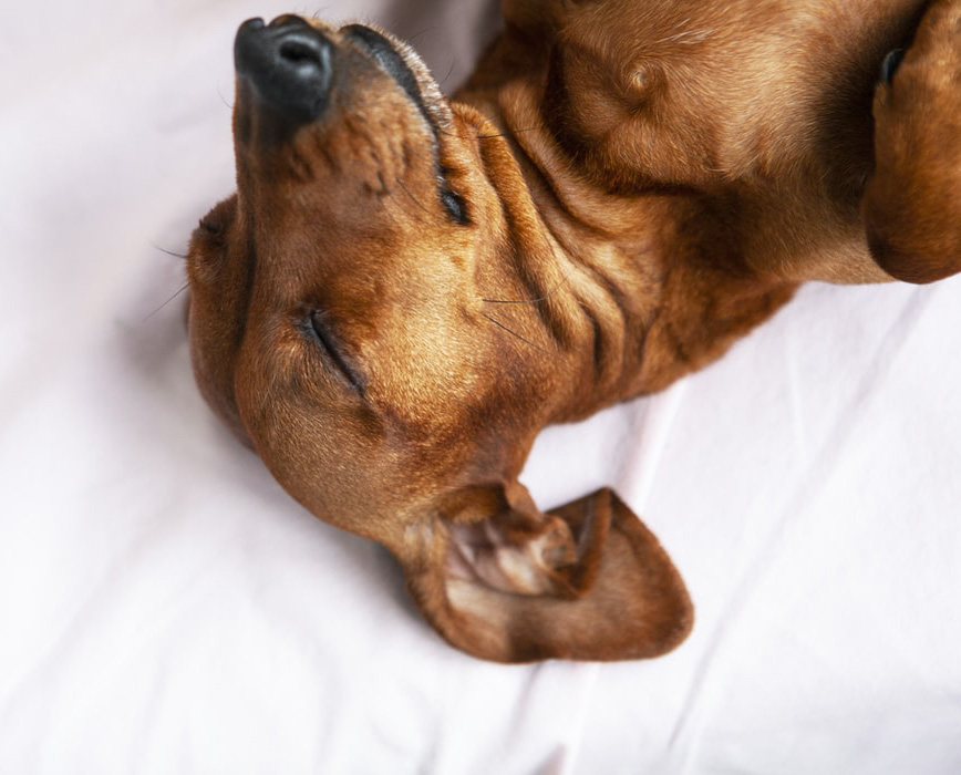 Как помочь собаке во время течки: советы ветеринаров