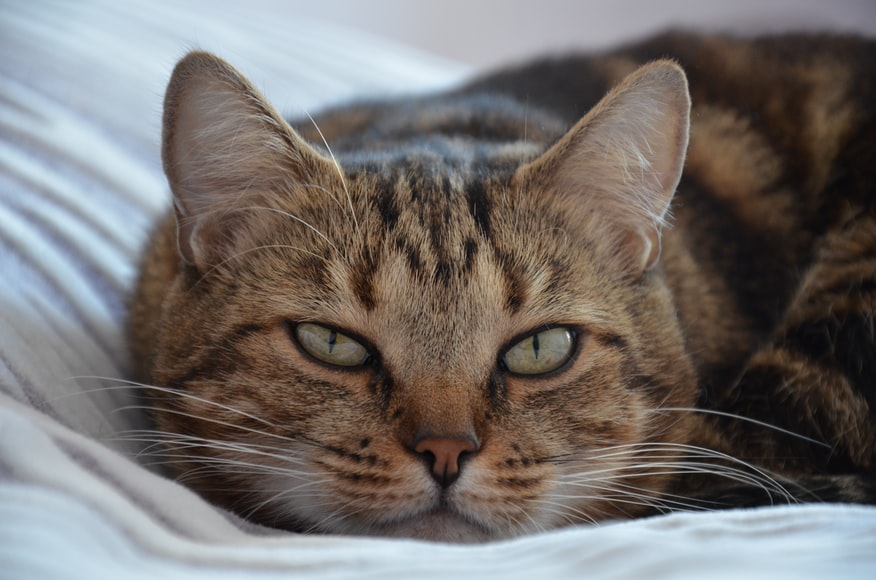 Кот тяжело дышит: о чем говорит симптом владельцу
