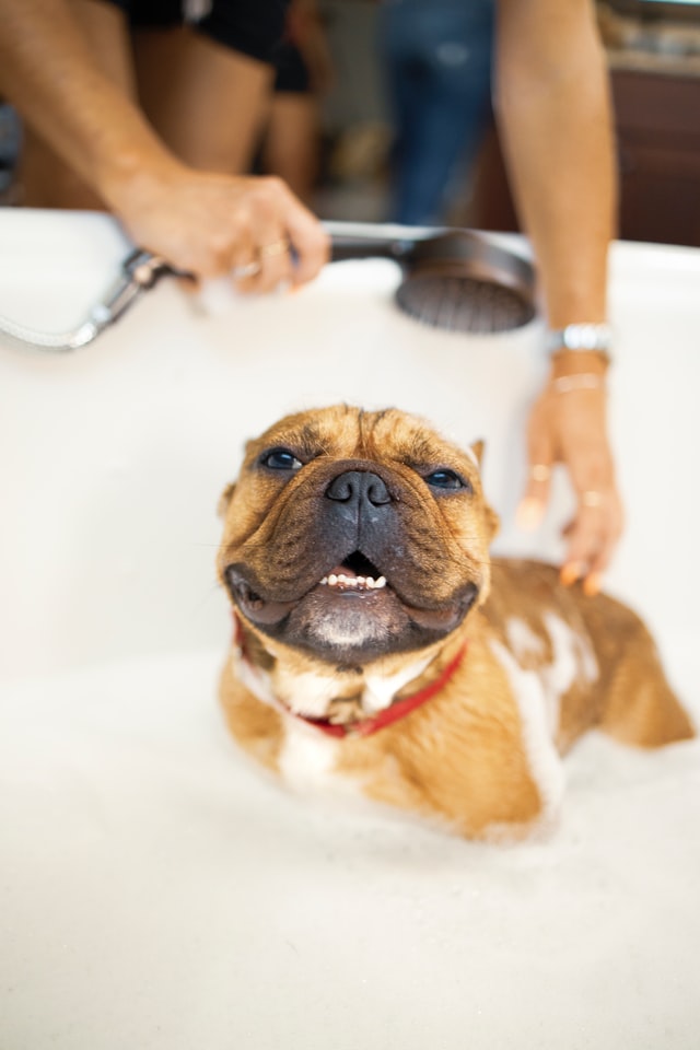 Как надо мыть собаку: частота, ошибки и рекомендации