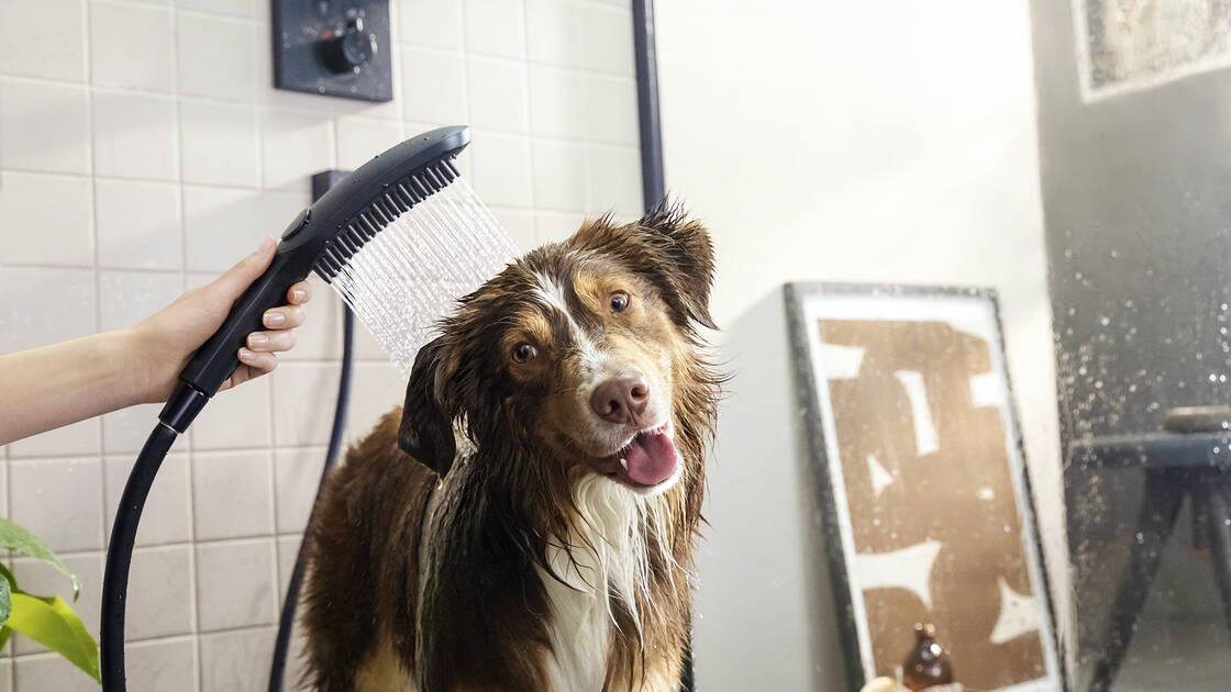 груминг мытье собаки