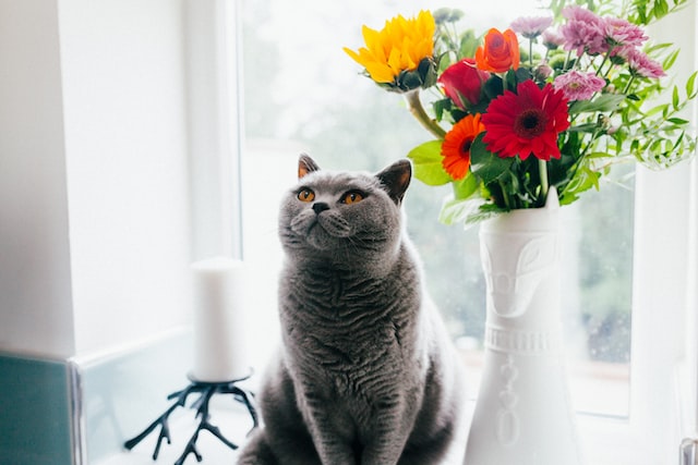 кошка ест цветы и комнатные растения