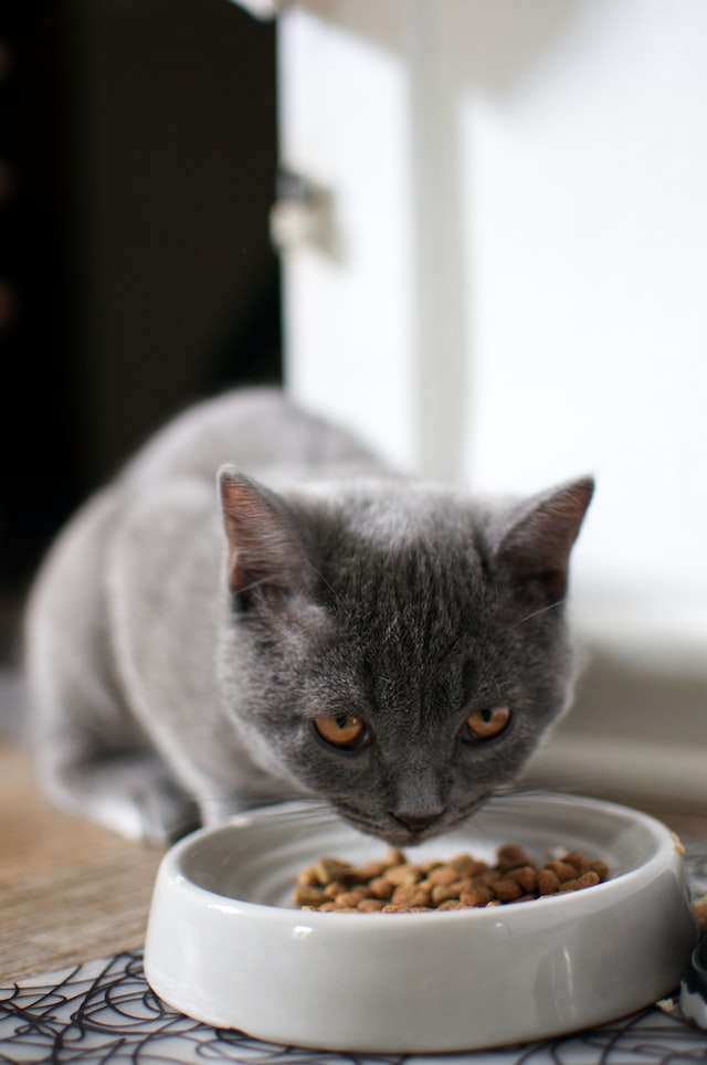 кошка постоянно хочет есть