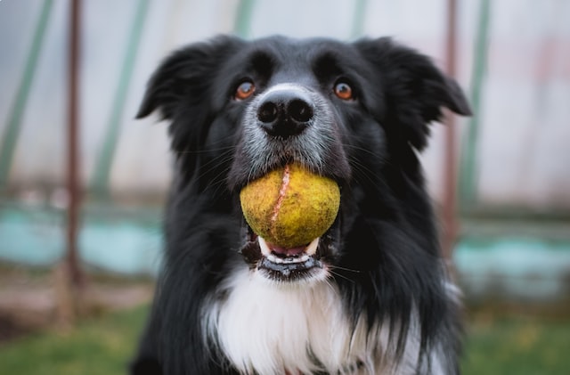 собака проглотила мячик что делать
