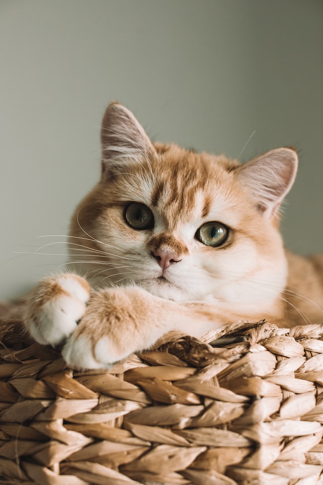 Как дать кошке таблетку: 5 безопасных способов