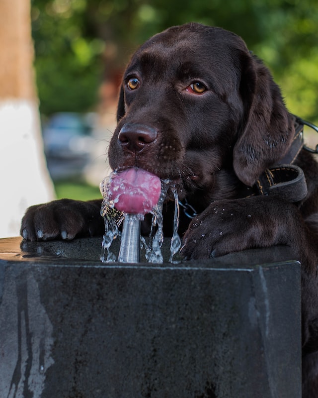 Собака много пьет воды: что может это вызывать