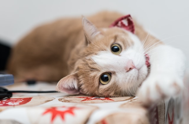У кошки постоянно расширены зрачки: причины и что делать