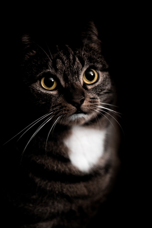 У кошки постоянно расширены зрачки: причины и что делать