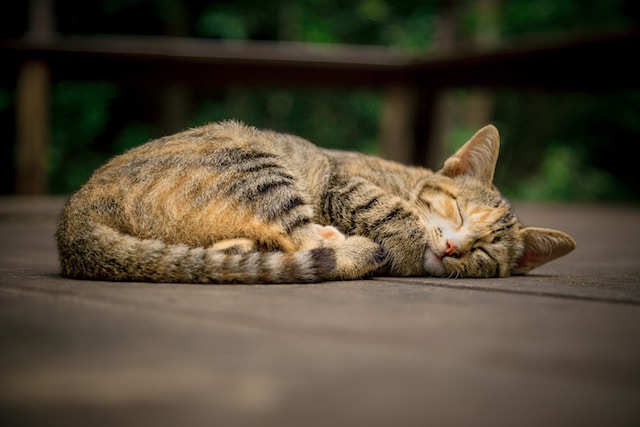 Кошка сильно похудела: причины и помощь питомцу