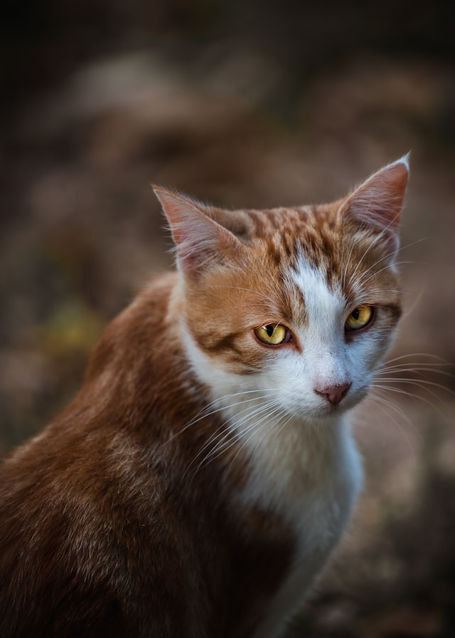 У кошки трясутся лапы: причины и помощь питомцу