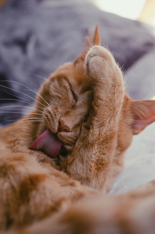 Неприятный запах изо рта у кошки