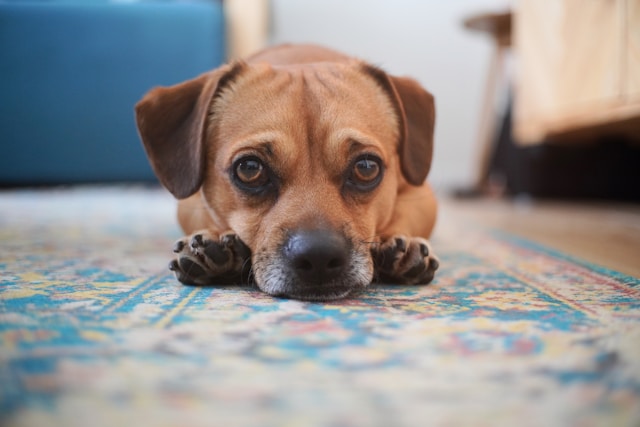 симптомы межпозвоночной грыжи у собаки
