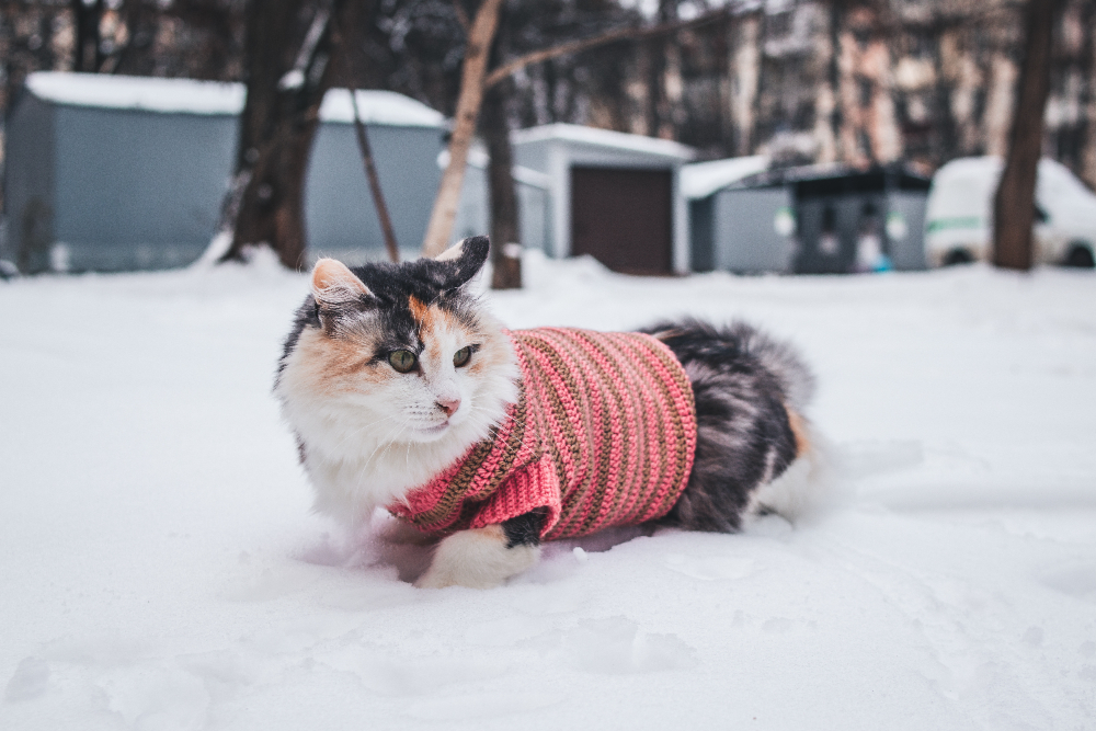 Зимние аллергии у кошек